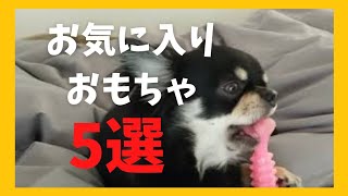 犬の好きなおもちゃ5選 （麦の場合）ブラックタンチワワの麦#chihuahua #チワワ #犬のおもちゃ
