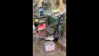 The Gator Escaped 😱