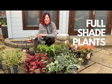 Video: Dārzkopība ēnā - pierobežas augu izvēle ēnā