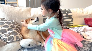 【2023年総集編】娘と柴犬の幸せすぎる１年