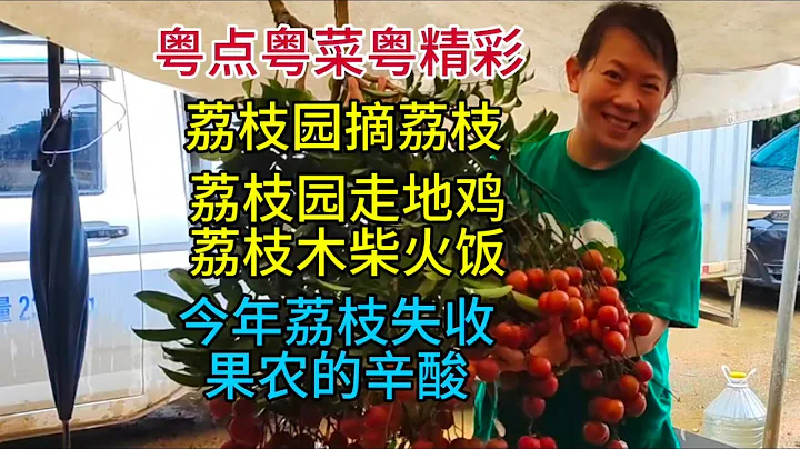 粵點粵菜粵精彩，荔枝園摘荔枝，荔枝園走地雞，荔枝木柴火飯，今年荔枝失收，果農的辛酸，粵語中字幕2024-7-7 - 天天要聞
