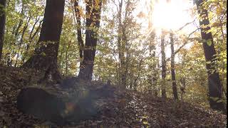 Sun Moving Through Trees In The Forest Time Lapse [1080p]