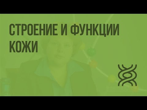 Строение и функции кожи. Видеоурок по биологии 8 класс