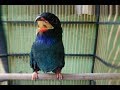 Burung Tengkek Buto Gacor Suara Kasar Masteran Ampuh