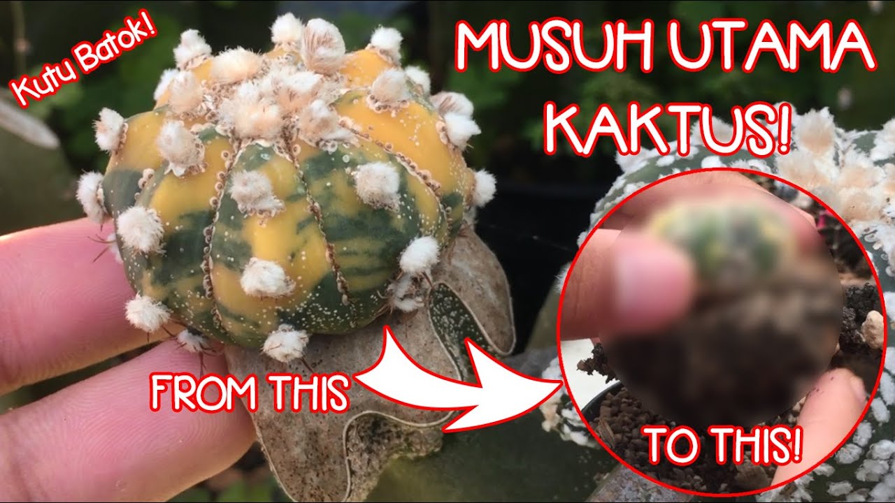 Kalian Wajib Tau! Kutu Batok, Musuh Utama pada Kaktus!