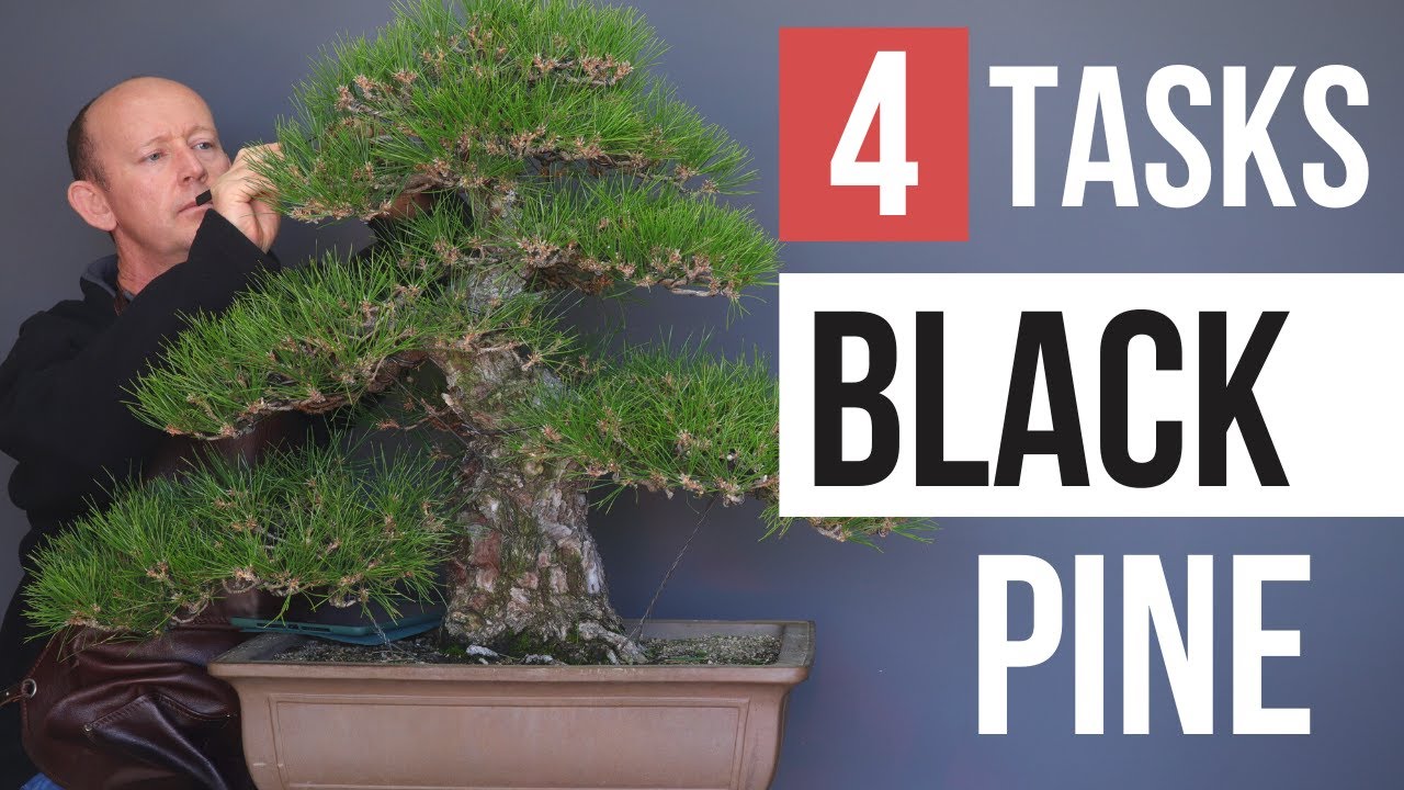4 Tasks you must master on Japanese black pine
