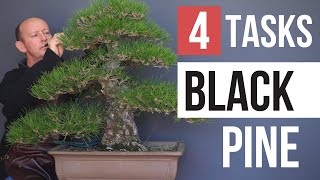 4 Tasks you must master on Japanese black pine