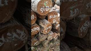 HARGA KAYU JATI TPK BLORA ! #kayujati #teakwood #kayujatiblora #harga #shorts HARGA KAYU JATI TPK BLORA ! #kayujati #teakwood #kayujatiblora #harga #shorts