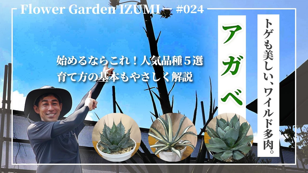 Easy to grow even for beginners! 5 recommended agave varieties and
