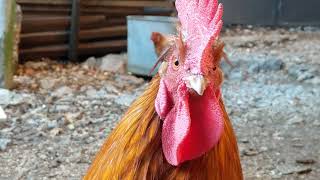 Rooster Stopped Working Because of to Much Love - Chickens Kissing
