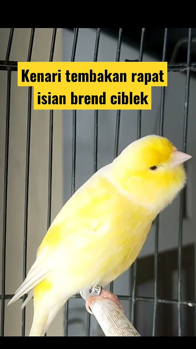 KENARI ISIAN TEMBAKAN BREND CIBLEK