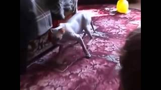 Коты ﺹﺼﮕﭫ и валерьянка. Ржач. Коты ﺹﺼﮕﭫ и валерьянка. Ржач.