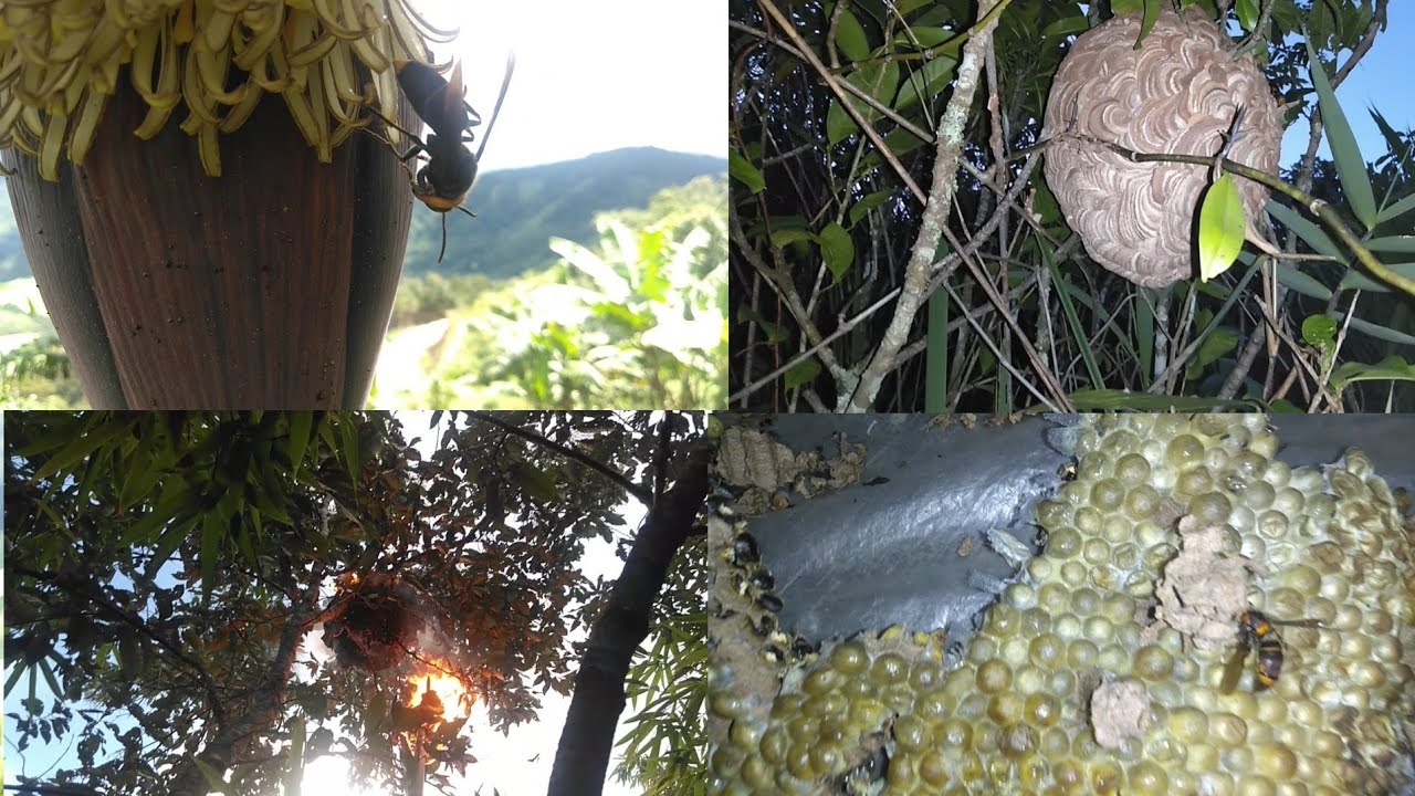 Khawibel bu leh khawikeilu bu lak lo thlir ve ngei ang che