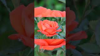 Bunga Mawar Mekar  Blooming Rose Flower
