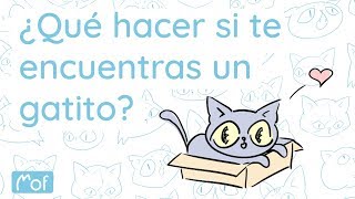 ¿Qué hacer si te encuentras un gatito? | Mof