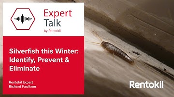 Silverfish This Winter: Identify, Prevent & Eliminate