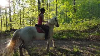 PBS Jumping in the woods 5/23/2016 II