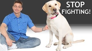 How do I get my 2 dogs to stop fighting? (Answering a Patreon Question)