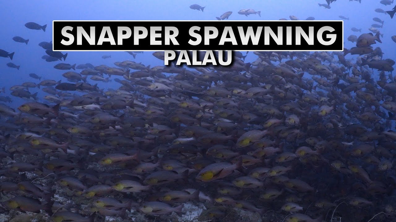 Romantic Spectacle in the Ocean: Witness the Mesmerizing Snapper Spawning Event in Palau