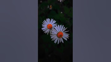 اكتب شيء اجر لي و لكم تلاوة قرأن الكريم القاري أحمد النفيس القرأن راحة نفسية