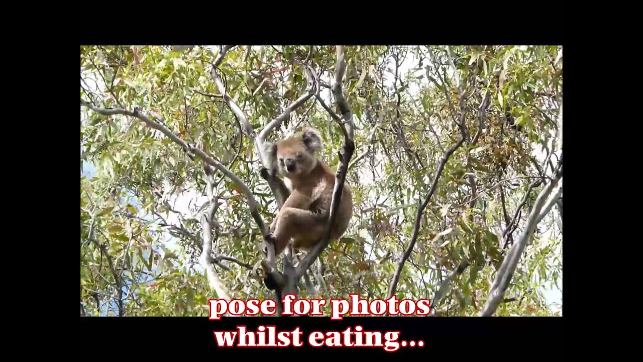 wild koalas cairns Wild Koala Clancy of the You Yangs