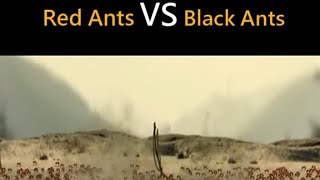 perang semut merah vs semut hitam dalam perang bahulai