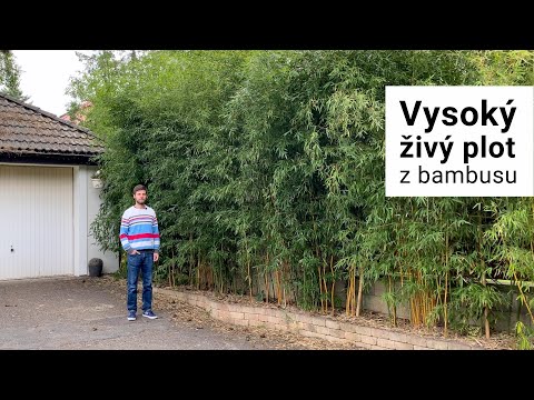 Video: Lze phyllostachys aurea pěstovat v květináčích?