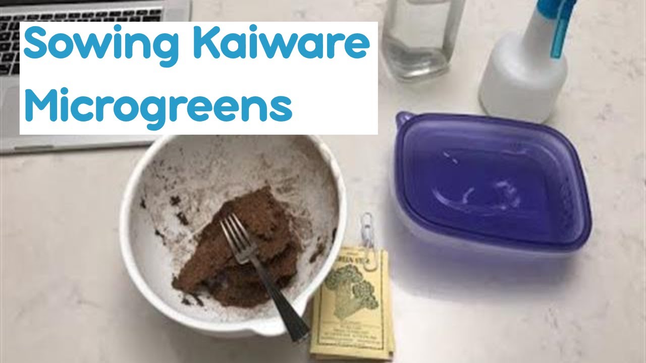 Sowing Green, Purple and Red Stem Kaiware Daikon Seeds | 