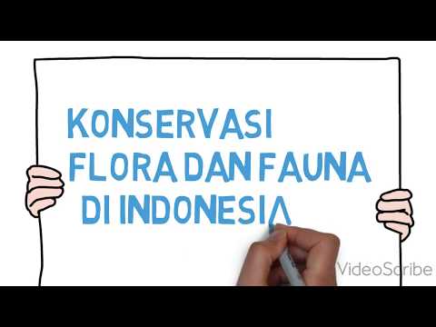 Contoh Soal Pilihan Ganda Persebaran Flora Dan Fauna Di Indonesia Dapatkan Contoh