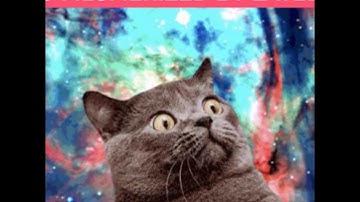 The Best Catnip Toy for Cats! | Catnip Balls