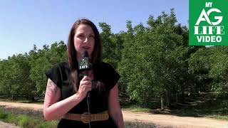 Field Notes: California Walnut Growers Have Reason to be Optimistic in 2025