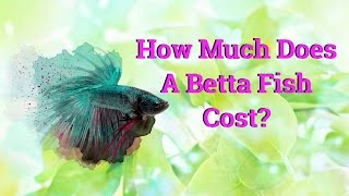 beta fish prices