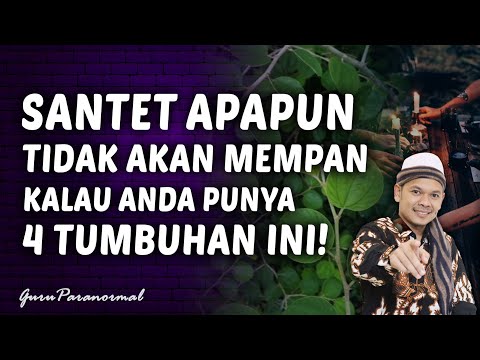 Video: Apa Itu Kemangi Kayu Manis: Pelajari Cara Menanam Kemangi Kayu Manis