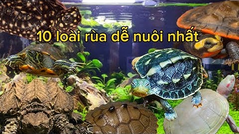 Top 10 loài rùa đẹp và dễ nuôi nhất, rất phù hợp cho anh em tập chơi