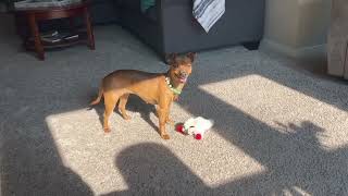 Get that Lambchop Victoria! #adorablerescues #dachshund #weinerdog