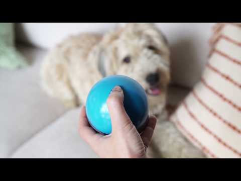 Video: Le Ultime Novità In Pet Tech