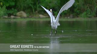Great Egrets In Slow Motion (HD)