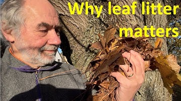 Leaf litter ecology