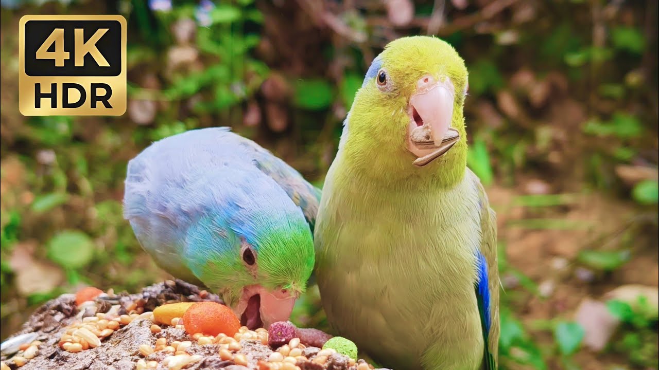Adorable Pacific Parrotlet Couple Feeding Together | Cute Bird Chirping 4K