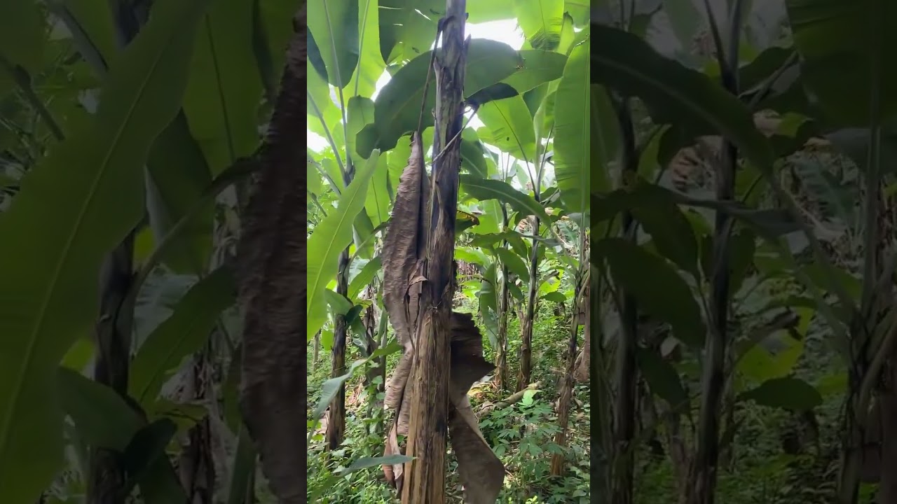 It’s always green 🌿🌾