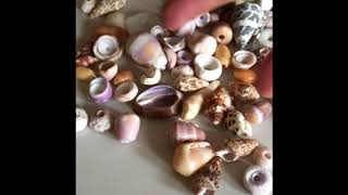 How to make Hawaiian Sea Shell Keychains