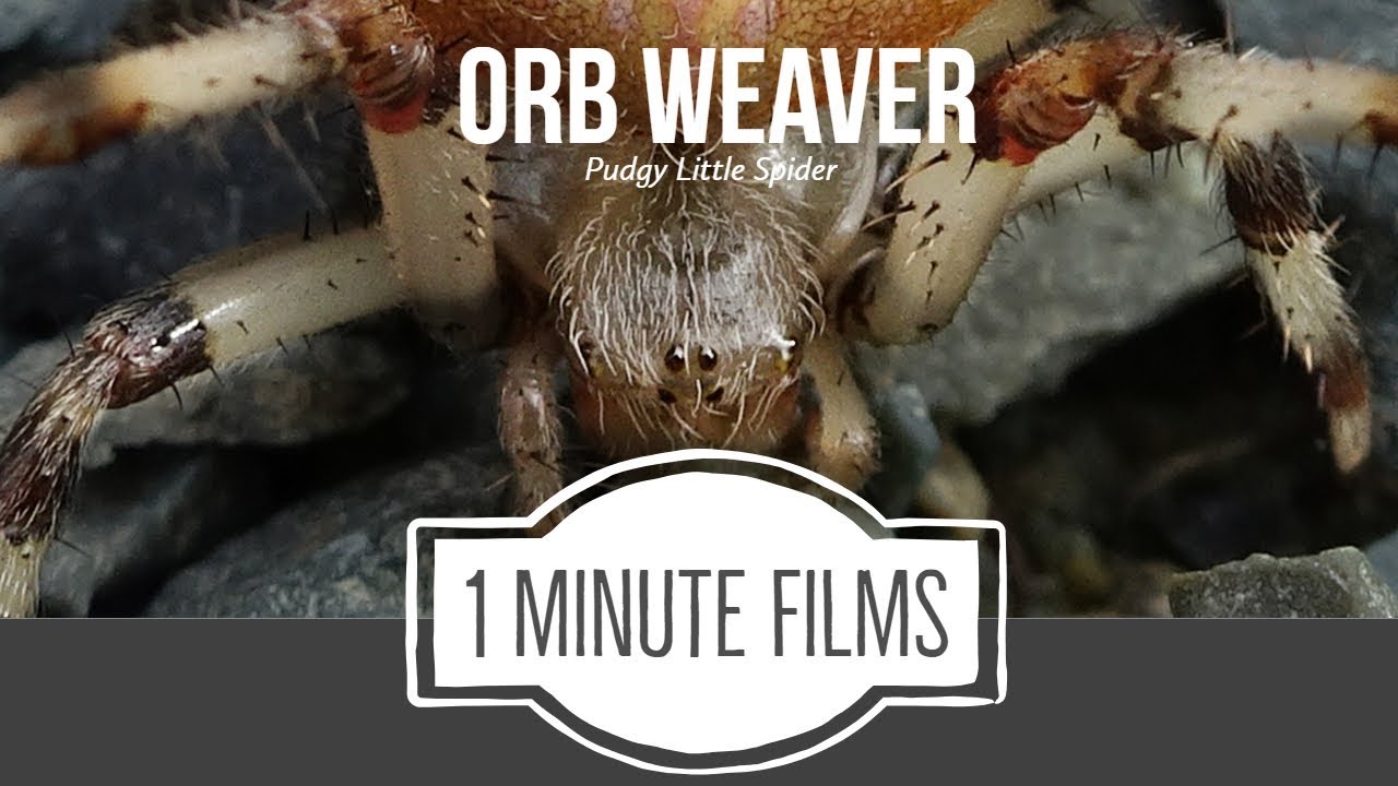 Orb Weaver Spider ~ 1 Minute Films 