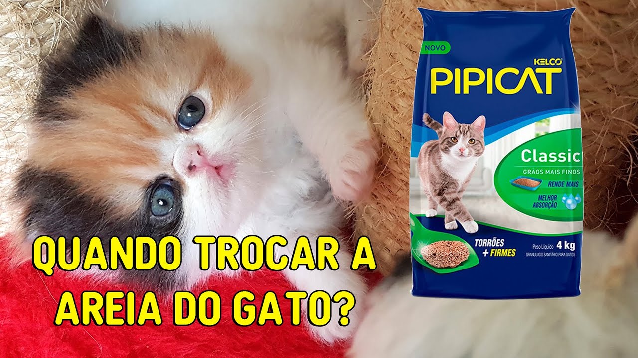 Site Taquiprati - O miau do Alferes: tem gato na tuba