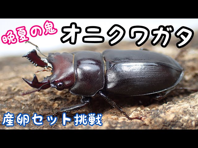 Introduction to the Onikuwagata and egg-laying set [Stag