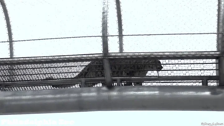 Philadelphia Zoo Snow Leopard Crossing Back and Forth, and Back Again