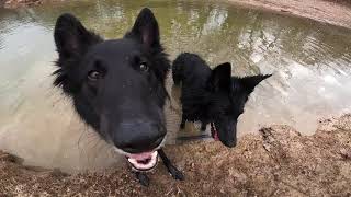 Double Belgian Groenendael Bikejoring