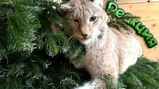 FUNNY REACTION OF A LYNX ON THE CHRISTMAS TREE