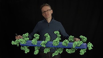 Lecture 07, concept 08: Non-biological fibrous structures can sometimes be modified with proteins