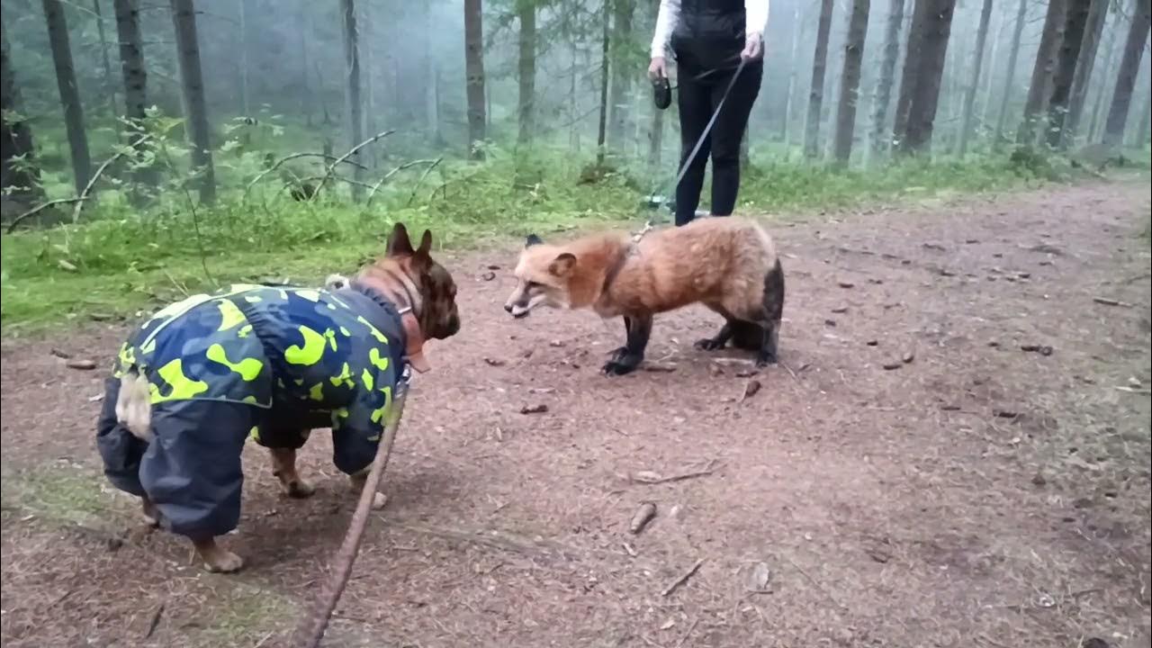 лис и пёс - YouTube