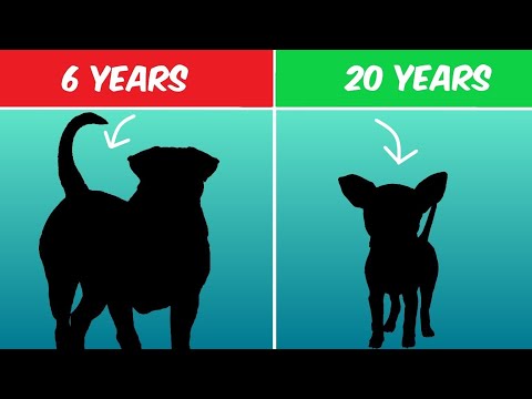 वीडियो: पेटिट बैसेट ग्रिफॉन वेंडीन कुत्ते की नस्ल हाइपोएलर्जेनिक, स्वास्थ्य और जीवन अवधि